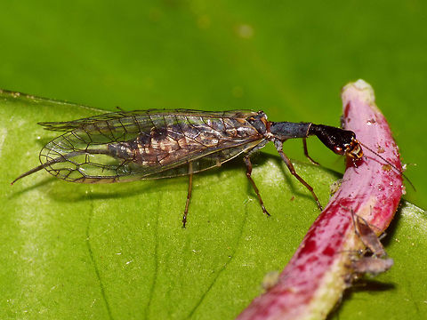 Xanthostigma xanthostigma Female Female Xanthostigma xanthostigma. Netherlands,Raphidiidae,Raphidioptera,Snakefly,Xanthostigma,Xanthostigma xanthostigma