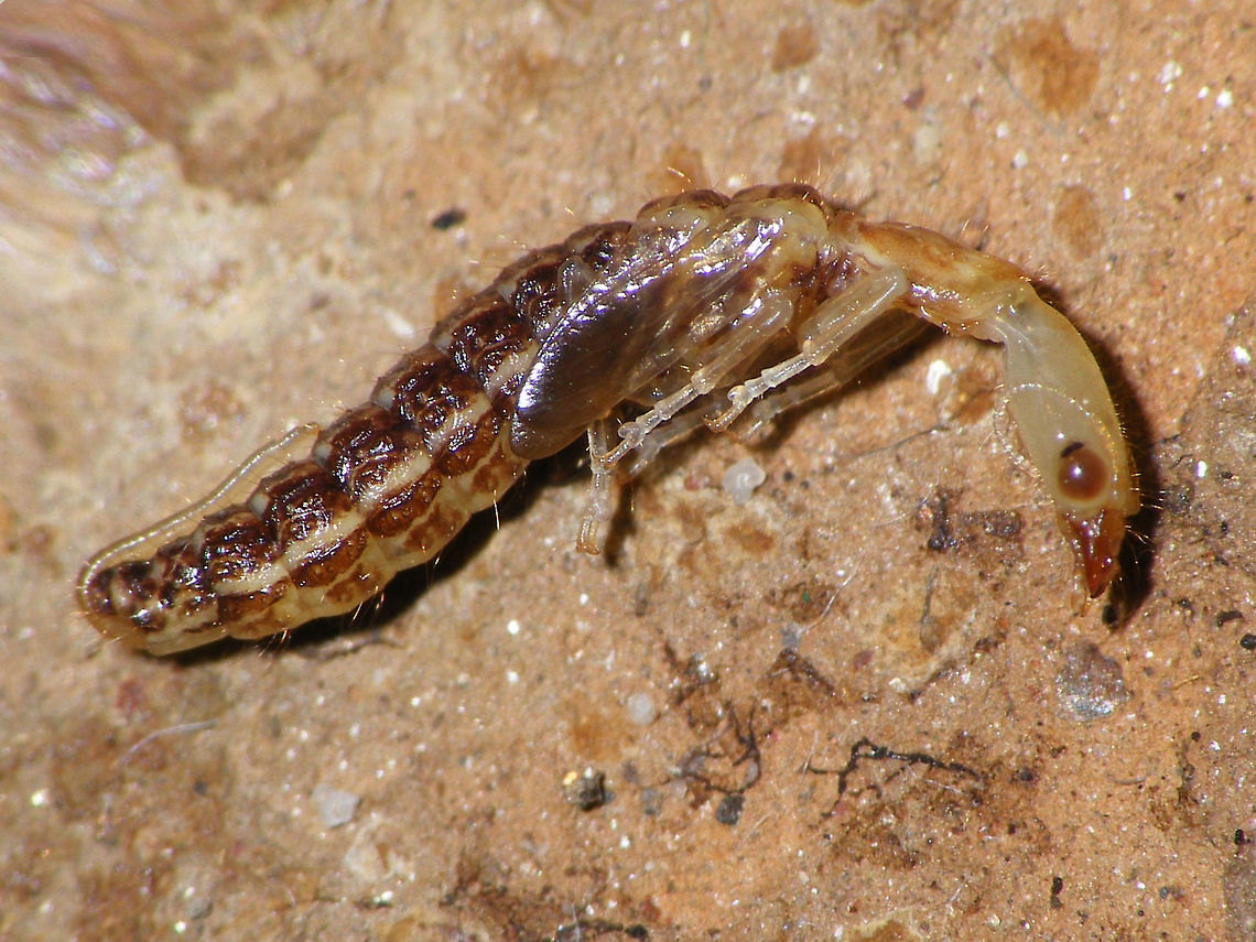 Xanthostigma xanthostigma Female pupa Pupa of a female Xanthostigma xanthostigma, the ovipositor is already clearly recognizable in the pupa. Netherlands,Pupa,Raphidiidae,Raphidioptera,Snakefly,Xanthostigma,Xanthostigma xanthostigma