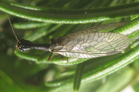 Phaeostigma notata Female Female Phaeostigma notata.  Germany,Phaeostigma,Phaeostigma notata,Raphidiidae,Raphidioptera,Snakefly