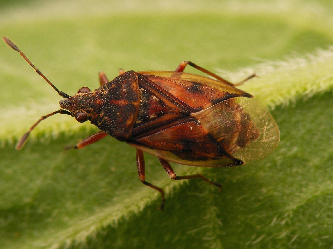 Kleidocerys privignus Kleidocerys privignus from Alder (Alnus) is a rarer sister species to the common Kleidocerys resedae from Birch (Betula)  Heteroptera,Kleidocerys,Kleidocerys privignus,Lygaeidae,Netherlands,nl: Elzensmalsnuit