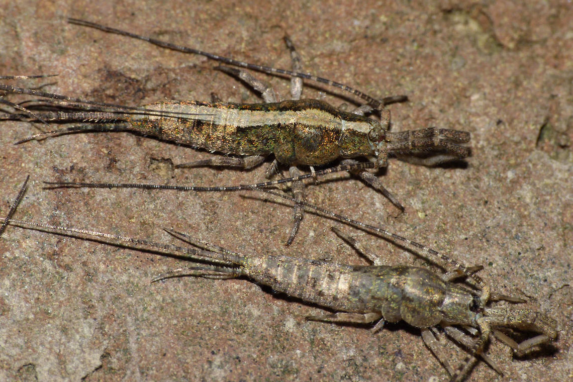 Machilis germanica striped form The Jumping Bristletail species Machilis germanica has two distinct colour forms, one with a wide dorsal band, the other more uniformly mottled. The eyes are mottled too and the ocelli below the eyes are red and shoe sole shaped. Geotagged,Jumping Bristletail,Machilidae,Machilis,Machilis germanica,Microcoryphia,Netherlands