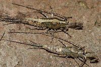 Machilis germanica striped form The Jumping Bristletail species Machilis germanica has two distinct colour forms, one with a wide dorsal band, the other more uniformly mottled. The eyes are mottled too and the ocelli below the eyes are red and shoe sole shaped. Geotagged,Jumping Bristletail,Machilidae,Machilis,Machilis germanica,Microcoryphia,Netherlands