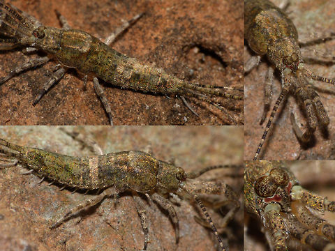 Machilis germanica collage The Jumping Bristletail species Machilis germanica has two distinct colour forms, one with a wide dorsal band, the other more uniformly mottled. The eyes are mottled too and the ocelli below the eyes are red and shoe sole shaped. Geotagged,Jumping Bristletail,Machilidae,Machilis,Machilis germanica,Microcoryphia,Netherlands