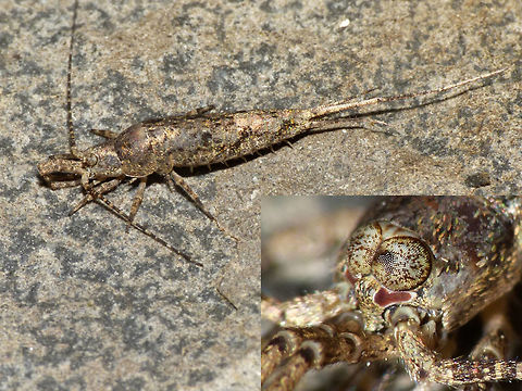 Machilis germanica with head detail The Jumping Bristletail species Machilis germanica has two distinct colour forms, one with a wide dorsal band, the other more uniformly mottled. The eyes are mottled too and the ocelli below the eyes are red and shoe sole shaped. Geotagged,Jumping Bristletail,Machilidae,Machilis,Machilis germanica,Microcoryphia,Netherlands