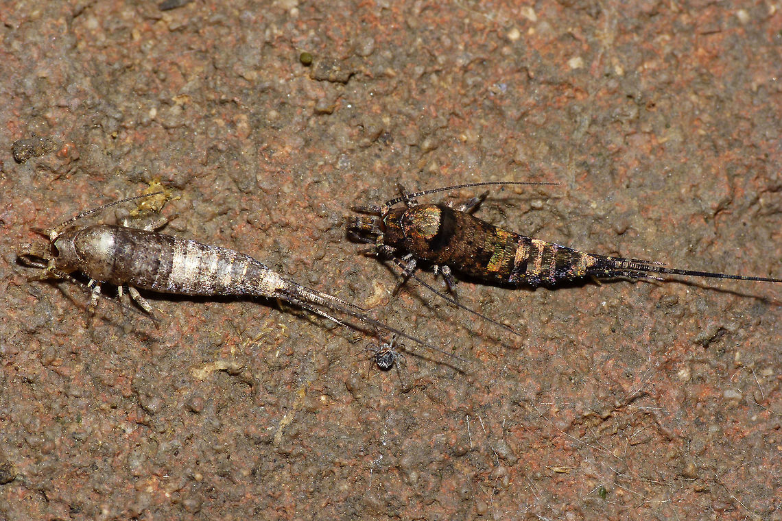 Trigoniophthalmus alternatus duo Slightly smaller than Machilis germanica and fairly uniform in the colour pattern of the scales. Eyes are evenly brownnish and the triagngular black ocelli are placed under the central corners of the eye (on the &quot;nose&quot;).<br />
The greyish specimen on the lower left of this image is getting ready to moult. Microcoryphia keep on moulting and growing as long as they live, also after reaching adulthood, which is quite unusual in &quot;Insects&quot; (there is some discussion if these should be classified as such).   Geotagged,Jumping Bristletail,Machilidae,Microcoryphia,Netherlands,Trigoniophthalmus,Trigoniophthalmus alternatus