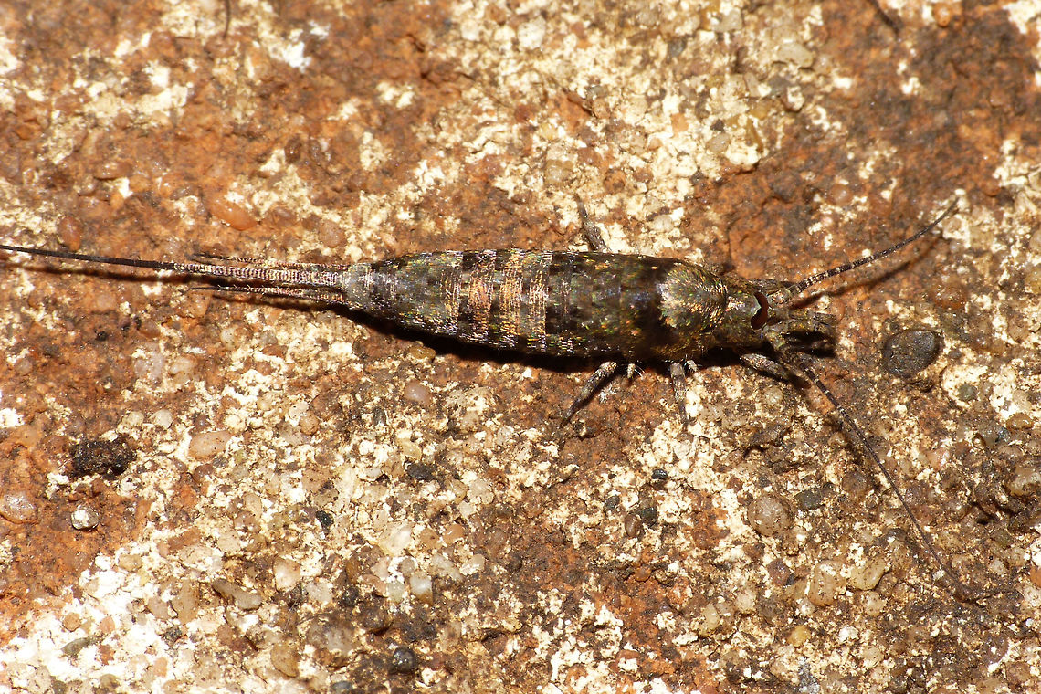 Trigoniophthalmus alternatus dorsal Slightly smaller than Machilis germanica and fairly uniform in the colour pattern of the scales. Eyes are evenly brownnish and the triagngular black ocelli are placed under the central corners of the eye (on the &quot;nose&quot;). Geotagged,Jumping Bristletail,Machilidae,Microcoryphia,Netherlands,Trigoniophthalmus,Trigoniophthalmus alternatus