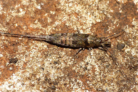 Trigoniophthalmus alternatus dorsal Slightly smaller than Machilis germanica and fairly uniform in the colour pattern of the scales. Eyes are evenly brownnish and the triagngular black ocelli are placed under the central corners of the eye (on the "nose"). Geotagged,Jumping Bristletail,Machilidae,Microcoryphia,Netherlands,Trigoniophthalmus,Trigoniophthalmus alternatus