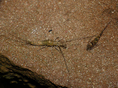 Machilis germanica vs Trigoniophthalmus alternatus Two species of Microcoryphia (formerly known as Archaeognatha) present at the same site. The slightly larger Machilis germanica to the left, the smaller Trigoniophthalmus alternatus to the right. Find the individual species through these images:
Machilis germanica:
https://www.jungledragon.com/image/46745/machilis_germanica_striped_form.html

Trigoniophthalmus alternatus:
https://www.jungledragon.com/image/46752/trigoniophthalmus_alternatus_duo.html Geotagged,Jumping Bristletail,Machilidae,Machilis,Machilis germanica,Microcoryphia,Netherlands,Trigoniophthalmus,Trigoniophthalmus alternatus