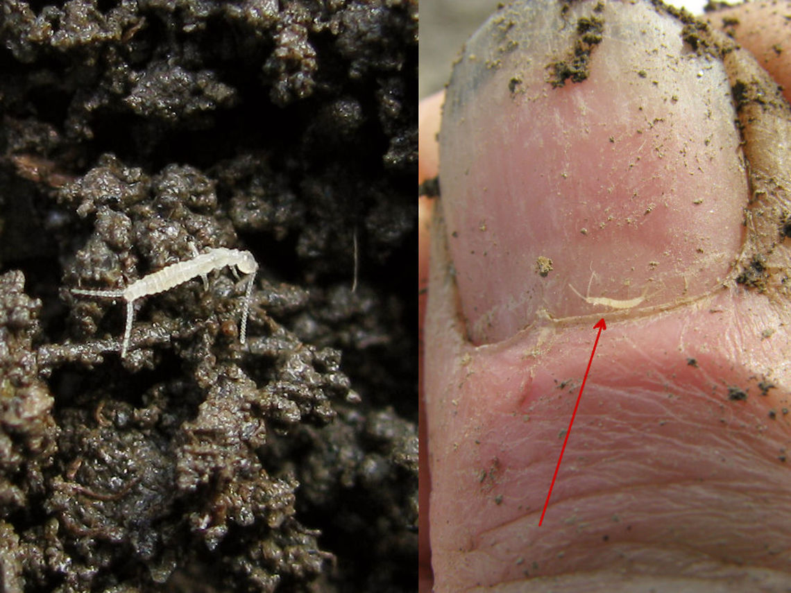 Campodea on thumb Some Campodea sp. (Diplura, Campodeidae) from the French mountains. These can be found in the soil almost everywhere, quite fragile and agile :o)  Difficult to ID to species, even under a microscope - impossible from photo. Campodea,Campodeidae,Diplura,France,Geotagged
