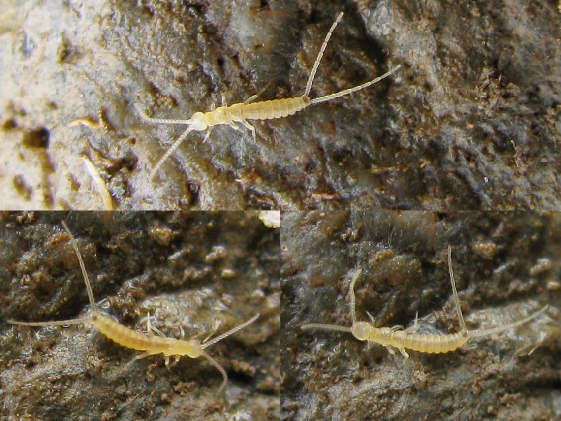 Campodea collage Some Campodea sp. (Diplura, Campodeidae) from the French mountains. These can be found in the soil almost everywhere, quite fragile and agile :o)  Difficult to ID to species, even under a microscope - impossible from photo. Campodea,Campodeidae,Diplura,France,Geotagged