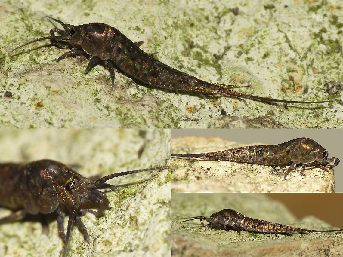 Dilta collage Some Dilta sp. found at the bottom of sandstone cliffs near Rouen, France.<br />
Dilta are fairly strongly hunchbacked and have very short antennae and tail appendages (cerci and epiproct). The eyes are somewhat shaped like very cool sunglasses (low, straight, wide) and the dark squarishly rounded ocelli are placed under the lower outside corners of the eyes.   Dilta,France,Geotagged,Jumping Bristletail,Machilidae,Microcoryphia