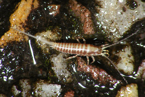 Trigoniophthalmus alternatus Juvenile The juveniles do not yet carry a complete skin of scales like the adults. France,Geotagged,Jumping Bristletail,Machilidae,Microcoryphia,Nymph,Trigoniophthalmus,Trigoniophthalmus alternatus