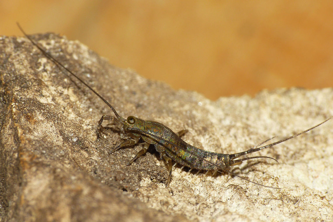 Petrobius brevistylis Lateral Petrobius brevistylis mainly is found on rocky sea shores, although also known from a few locations more inland. Eyes big and round with shoe sole shaped ocelli under them. Colour pattern of the scales seems to be quite constant and distinctive. Geotagged,Machilidae,Microcoryphia,Netherlands,Petrobius,Petrobius brevistylis,nl: Strandgast