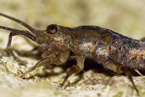 Petrobius brevistylis Head Petrobius brevistylis mainly is found on rocky sea shores, although also known from a few locations more inland. Eyes big and round with shoe sole shaped ocelli under them. Colour pattern of the scales seems to be quite constant and distinctive. Geotagged,Machilidae,Microcoryphia,Netherlands,Petrobius,Petrobius brevistylis,nl: Strandgast