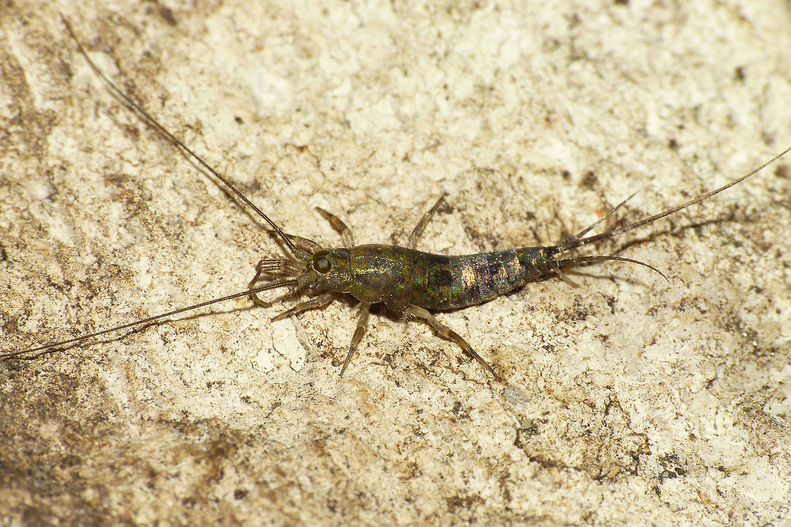 Petrobius brevistylis Dorsolateral Petrobius brevistylis mainly is found on rocky sea shores, although also known from a few locations more inland. Eyes big and round with shoe sole shaped ocelli under them. Colour pattern of the scales seems to be quite constant and distinctive. Geotagged,Machilidae,Microcoryphia,Netherlands,Petrobius,Petrobius brevistylis,nl: Strandgast