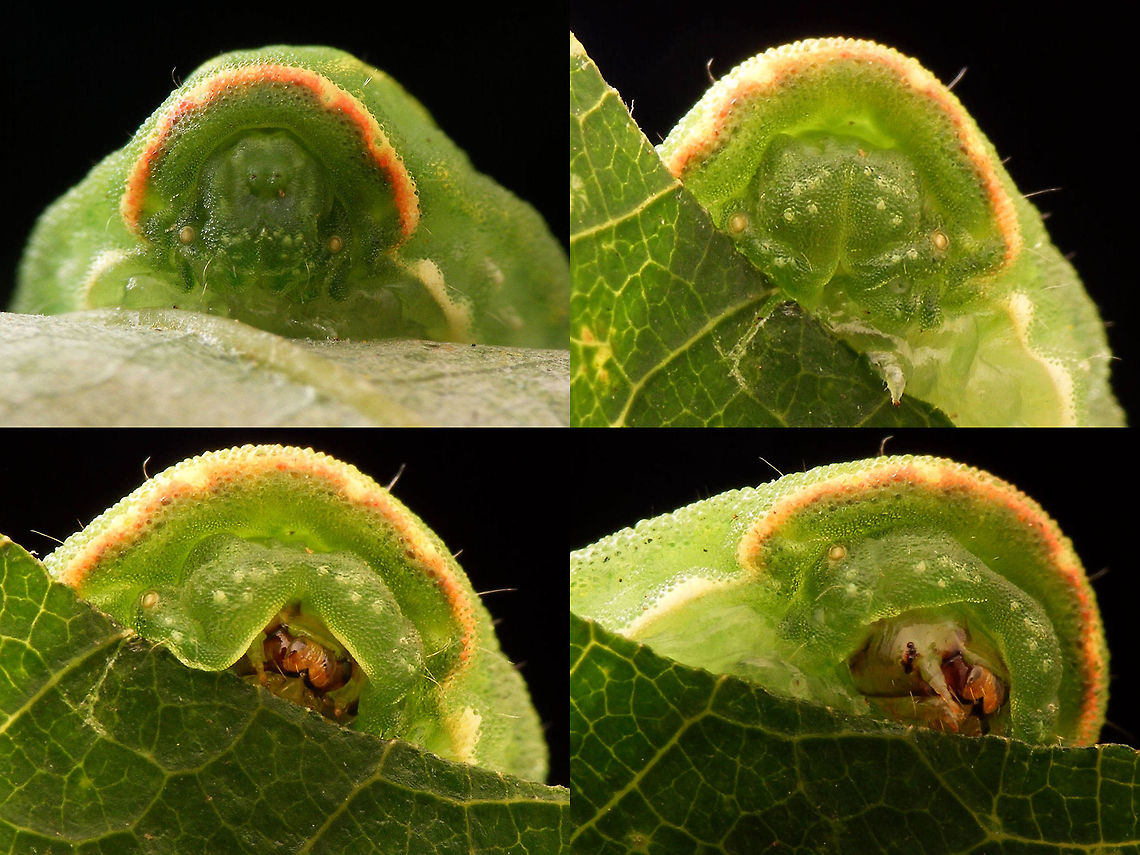Kiekeboe Mugshots of the caterpillar of the &quot;Festoon&quot; (Apoda limacodes). Top left you might think that you&#039;re looking at the head, but you&#039;re not! :o) Apoda limacodes,Festoon,Geotagged,Lepidoptera,Limacodidae,Netherlands,nl: Slakrups