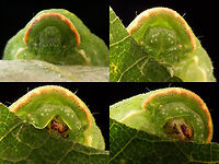 Kiekeboe Mugshots of the caterpillar of the "Festoon" (Apoda limacodes). Top left you might think that you're looking at the head, but you're not! :o) Apoda limacodes,Festoon,Geotagged,Lepidoptera,Limacodidae,Netherlands,nl: Slakrups