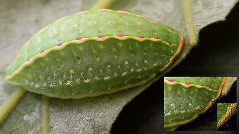 Festoon Caterpillar of the "Festoon" with some enlargements of detail.  Apoda limacodes,Festoon,Geotagged,Lepidoptera,Limacodidae,Netherlands,nl: Slakrups