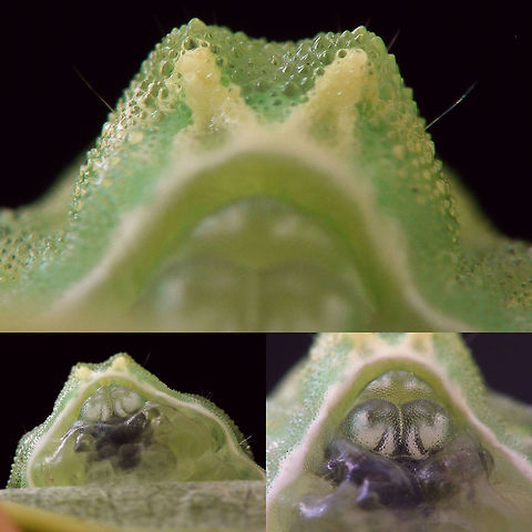 Festoon Bottom Bottom view of hind part of a Festoon caterpillar Apoda limacodes,Festoon,Geotagged,Lepidoptera,Limacodidae,Netherlands,nl: Slakrups