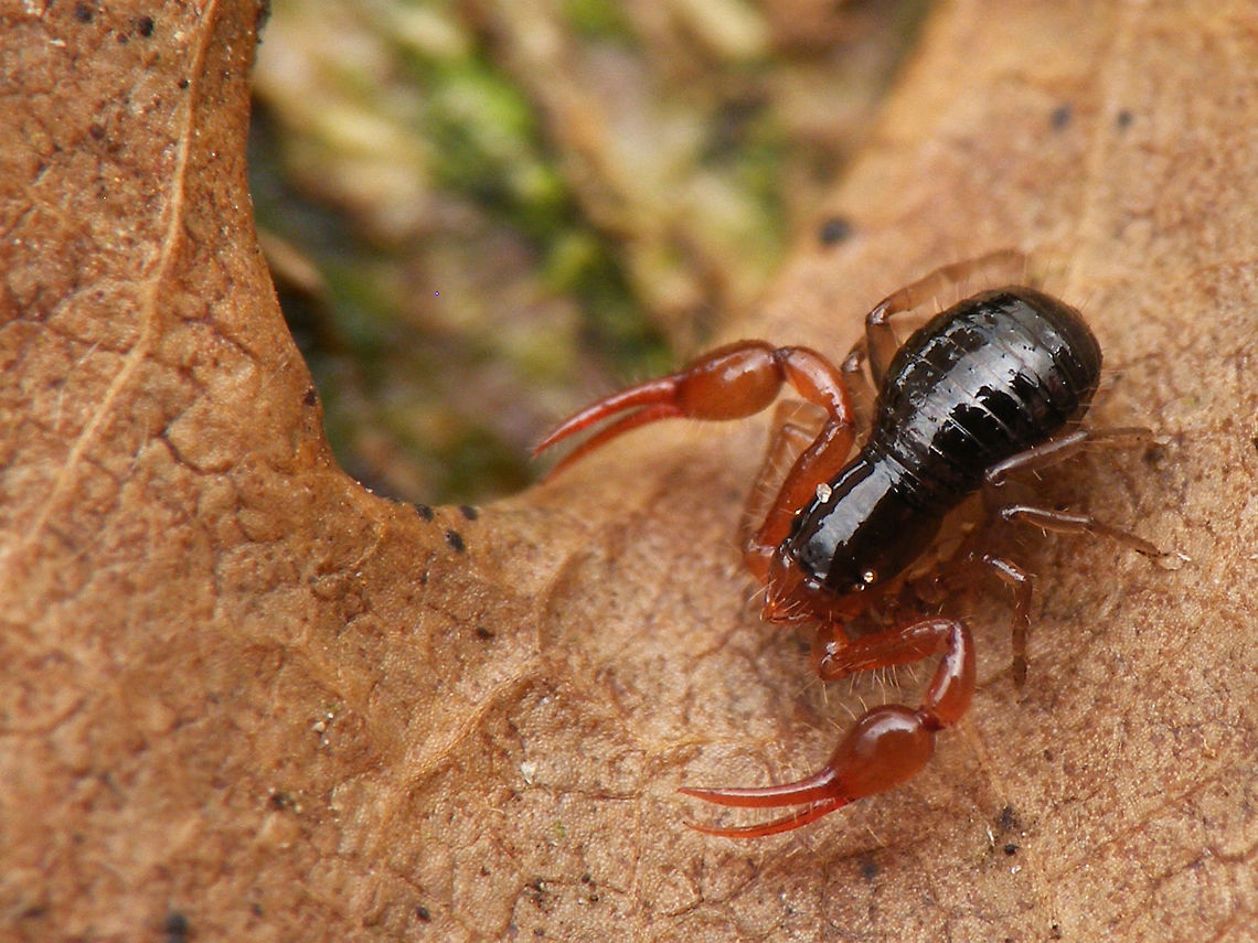 Neobisium carcinoides Neobisium carcinoides is a small Arachnid of the family Neobisiidae in the order Pseudoscorpiones Arachnida,Geotagged,Neobisiida,Neobisium carcinoides,Netherlands,Pseudoscorpiones