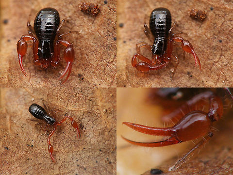 Neobisium carcinoides collage Collage with different postures of Neobisium carcinoides and a detail of the claw Geotagged,Neobisiida,Neobisium carcinoides,Netherlands,Pseudoscorpiones