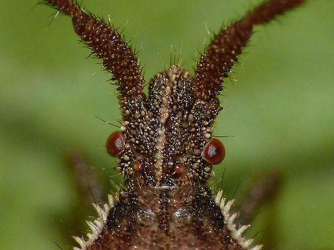 Coriomeris denticulatus head Head detail of the Denticulate Leatherbug (Coriomeris denticulatus) in this image:
https://www.jungledragon.com/image/46852/coriomeris_denticulatus_dorsal.html Coreidae,Coreoidea,Coriomeris,Coriomeris denticulatus,Denticulate Leatherbug,Heteroptera,Leatherbug,Netherlands,Pentatomorpha