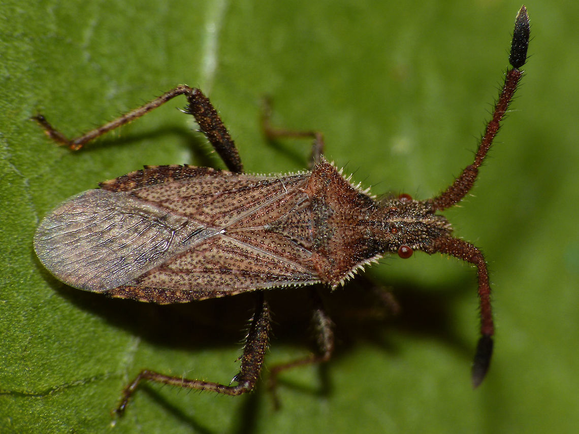 Coriomeris denticulatus dorsal Denticulate Leatherbug (Coriomeris denticulatus) dorsal, full animal. Head detail here:<br />
<figure class="photo"><a href="https://www.jungledragon.com/image/46851/coriomeris_denticulatus_head.html" title="Coriomeris denticulatus head"><img src="https://s3.amazonaws.com/media.jungledragon.com/images/3043/46851_thumb.jpg?AWSAccessKeyId=05GMT0V3GWVNE7GGM1R2&Expires=1769040010&Signature=hEz2uZjwzVBa4SI%2BYE%2FZxSZTXlc%3D" width="200" height="150" alt="Coriomeris denticulatus head Head detail of the Denticulate Leatherbug (Coriomeris denticulatus) in this image:<br />
https://www.jungledragon.com/image/46852/coriomeris_denticulatus_dorsal.html Coreidae,Coreoidea,Coriomeris,Coriomeris denticulatus,Denticulate Leatherbug,Heteroptera,Leatherbug,Netherlands,Pentatomorpha" /></a></figure> Coreidae,Coreoidea,Coriomeris,Coriomeris denticulatus,Denticulate Leatherbug,Heteroptera,Leatherbug,Netherlands,Pentatomorpha