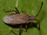 Coriomeris denticulatus dorsal Denticulate Leatherbug (Coriomeris denticulatus) dorsal, full animal. Head detail here:<br />
https://www.jungledragon.com/image/46851/coriomeris_denticulatus_head.html Coreidae,Coreoidea,Coriomeris,Coriomeris denticulatus,Denticulate Leatherbug,Heteroptera,Leatherbug,Netherlands,Pentatomorpha