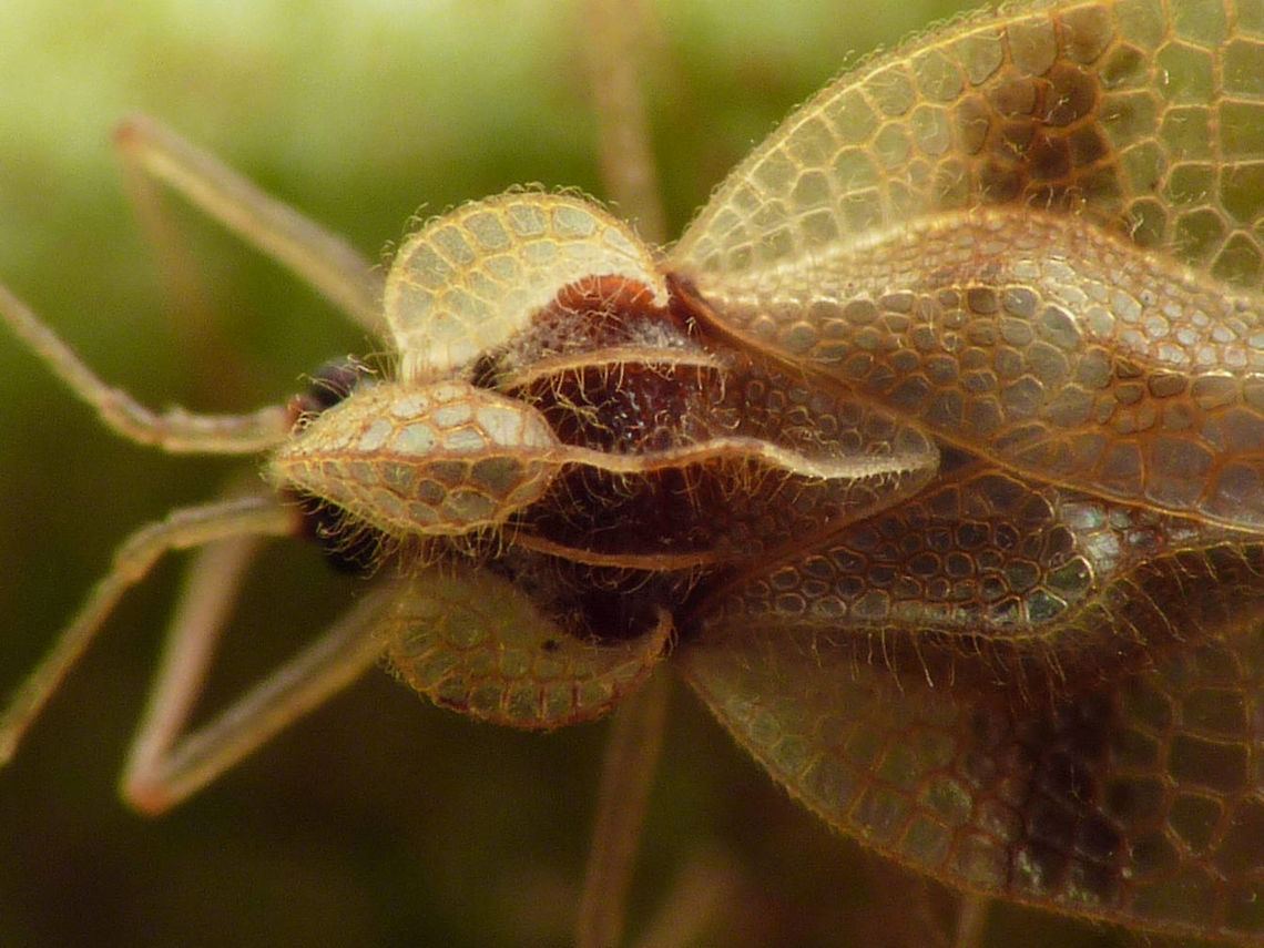 Stephanitis rhododendri head Head detail of Stephanitis rhododendri. Full animal here:<br />
<figure class="photo"><a href="https://www.jungledragon.com/image/46854/stephanitis_rhododendri_dorsal.html" title="Stephanitis rhododendri dorsal"><img src="https://s3.amazonaws.com/media.jungledragon.com/images/3043/46854_thumb.jpg?AWSAccessKeyId=05GMT0V3GWVNE7GGM1R2&Expires=1759968010&Signature=Ya%2F5Yd6DnTVseIyFLzjVAPGpd5E%3D" width="200" height="150" alt="Stephanitis rhododendri dorsal Stephanitis rhododendri dorsal view. Head detail here:<br />
https://www.jungledragon.com/image/46853/stephanitis_rhododendri_head.html Geotagged,Heteroptera,Lacebug,Netherlands,Rhododendron lace bug,Stephanitis,Stephanitis rhododendri,Tingidae" /></a></figure> Heteroptera,Lacebug,Netherlands,Rhododendron lace bug,Stephanitis,Stephanitis rhododendri,Tingidae
