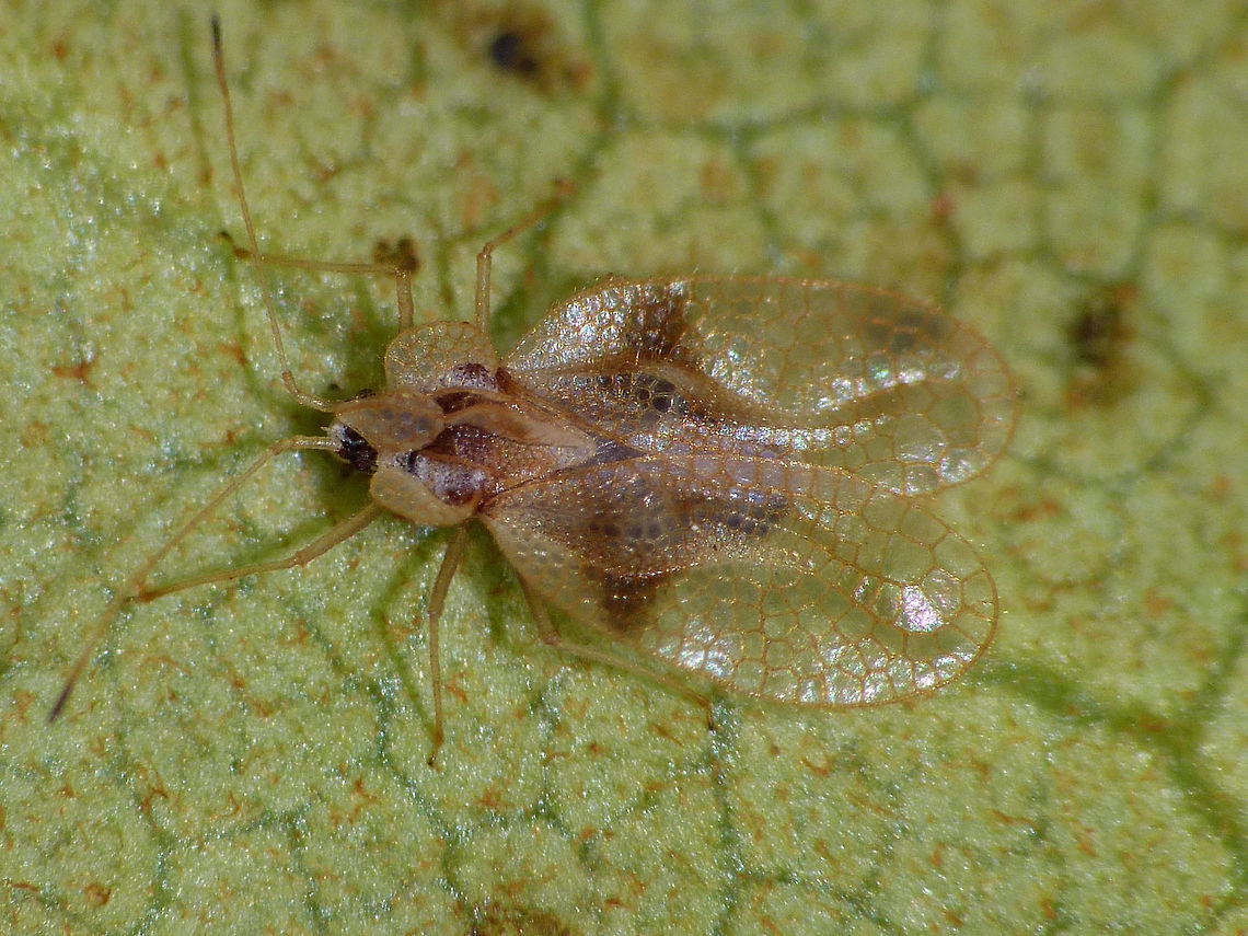 Stephanitis rhododendri dorsal Stephanitis rhododendri dorsal view. Head detail here:<br />
<figure class="photo"><a href="https://www.jungledragon.com/image/46853/stephanitis_rhododendri_head.html" title="Stephanitis rhododendri head"><img src="https://s3.amazonaws.com/media.jungledragon.com/images/3043/46853_thumb.jpg?AWSAccessKeyId=05GMT0V3GWVNE7GGM1R2&Expires=1769040010&Signature=WpxXnWlbhvnOSAeWNm6xpAVb1KY%3D" width="200" height="150" alt="Stephanitis rhododendri head Head detail of Stephanitis rhododendri. Full animal here:<br />
https://www.jungledragon.com/image/46854/stephanitis_rhododendri_dorsal.html Heteroptera,Lacebug,Netherlands,Rhododendron lace bug,Stephanitis,Stephanitis rhododendri,Tingidae" /></a></figure> Geotagged,Heteroptera,Lacebug,Netherlands,Rhododendron lace bug,Stephanitis,Stephanitis rhododendri,Tingidae