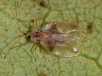 Stephanitis rhododendri dorsal Stephanitis rhododendri dorsal view. Head detail here:<br />
https://www.jungledragon.com/image/46853/stephanitis_rhododendri_head.html Geotagged,Heteroptera,Lacebug,Netherlands,Rhododendron lace bug,Stephanitis,Stephanitis rhododendri,Tingidae