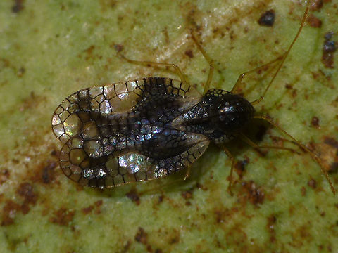 Stephanitis takeyai Stephanitis takeyai, full animal. Details of head here:
https://www.jungledragon.com/image/46856/stephanitis_takeyai_collage.html Andromeda lace bug,Heteroptera,Lacebug,Netherlands,Stephanitis,Stephanitis takeyai,Tingidae,invasive species