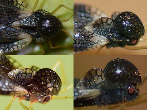 Stephanitis takeyai collage Stephanitis takeyai collage details of head under various angles. Full animal here:
https://www.jungledragon.com/image/46855/stephanitis_takeyai.html Andromeda lace bug,Heteroptera,Lacebug,Netherlands,Stephanitis,Stephanitis takeyai,Tingidae