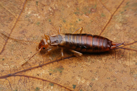Woodland Earwig Female Female of the Woodland Earwig, so that the male is not so lonely here ...
https://www.jungledragon.com/image/46716/woodland_earwig_male.html Chelidurella,Chelidurella acanthopygia,Chelidurella guentheri,Dermaptera,Forficulidae,Netherlands,Woodland Earwig,nl: Bosoorworm