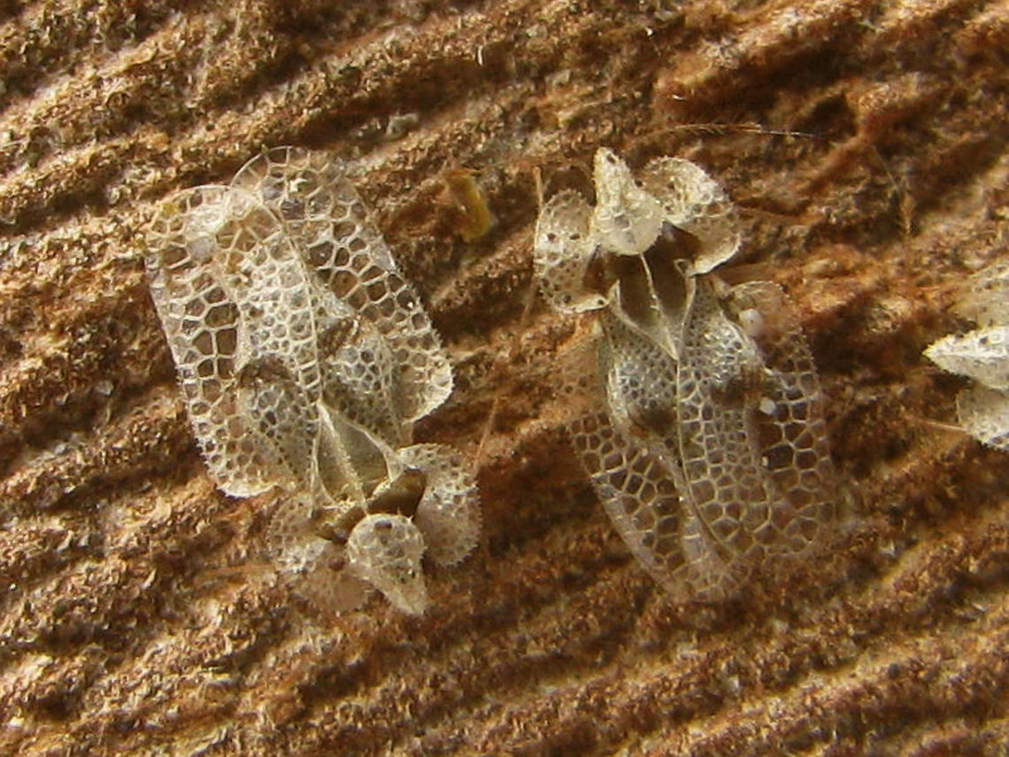 Corythucha ciliata Corythucha ciliata under bark of a Sycamore/Plane tree (Platanus) in France Corythucha,Corythucha ciliata,France,Heteroptera,Lacebug,Tingidae,invasive species,nl: Platanennetwants