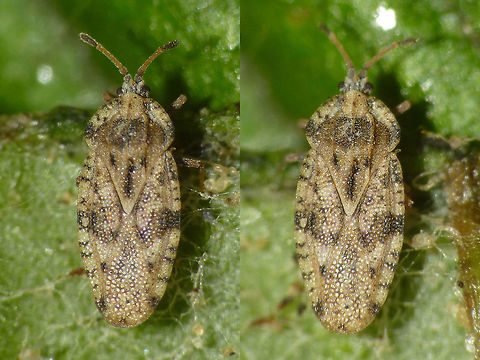 Tingis cardui - Bad DOF Spear Thistle Lacebug shot with horrible DOF, so I've put two only partially focused versions with different focus planes side by side. Animal had moved in between, so no chances of stacking either ... Geotagged,Heteroptera,Lacebug,Netherlands,Spear Thistle Lacebug,Tingidae,Tingis,Tingis cardui