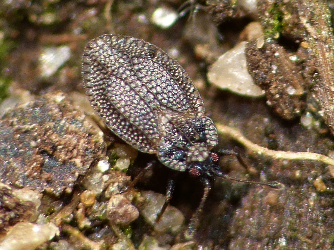 Acalypta parvula Very bad image of the Lacebug Acalypta parvula, just to document the species ... Acalypta parvula,Geotagged,Heteroptera,Lacebug,Netherlands,Tingidae