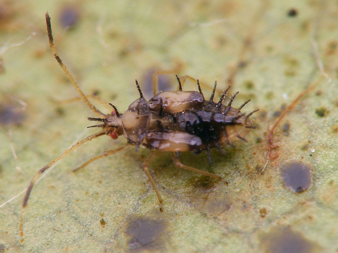 Stephanitis takeyai Nymph Last instar nymp of Andromeda lacebug Stephanitis takeyai Andromeda lace bug,Heteroptera,Lacebug,Netherlands,Nymph,Stephanitis,Stephanitis takeyai,Tingidae,invasive species