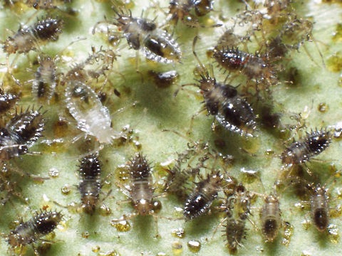 Stephanitis takeyai nymphs Typical group of nymphs (and usually intermixed with exuviae) of the Andromeda Lacebug Stephanitis takeyai on the underside of an infected leaf. Andromeda lace bug,Heteroptera,Lacebug,Netherlands,Nymph,Stephanitis,Stephanitis takeyai,Tingidae,invasive species
