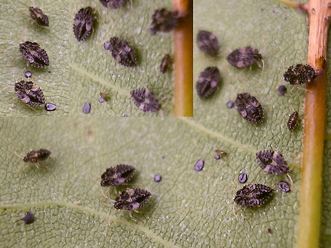 Corythucha ciliata Nymphs Old low quality image of Corythucha ciliata nymphs on the leaf of a Plane tree (Platanus) in France Corythucha,Corythucha ciliata,France,Heteroptera,Lacebug,Tingidae,invasive species,nl: Platanennetwants,nymph