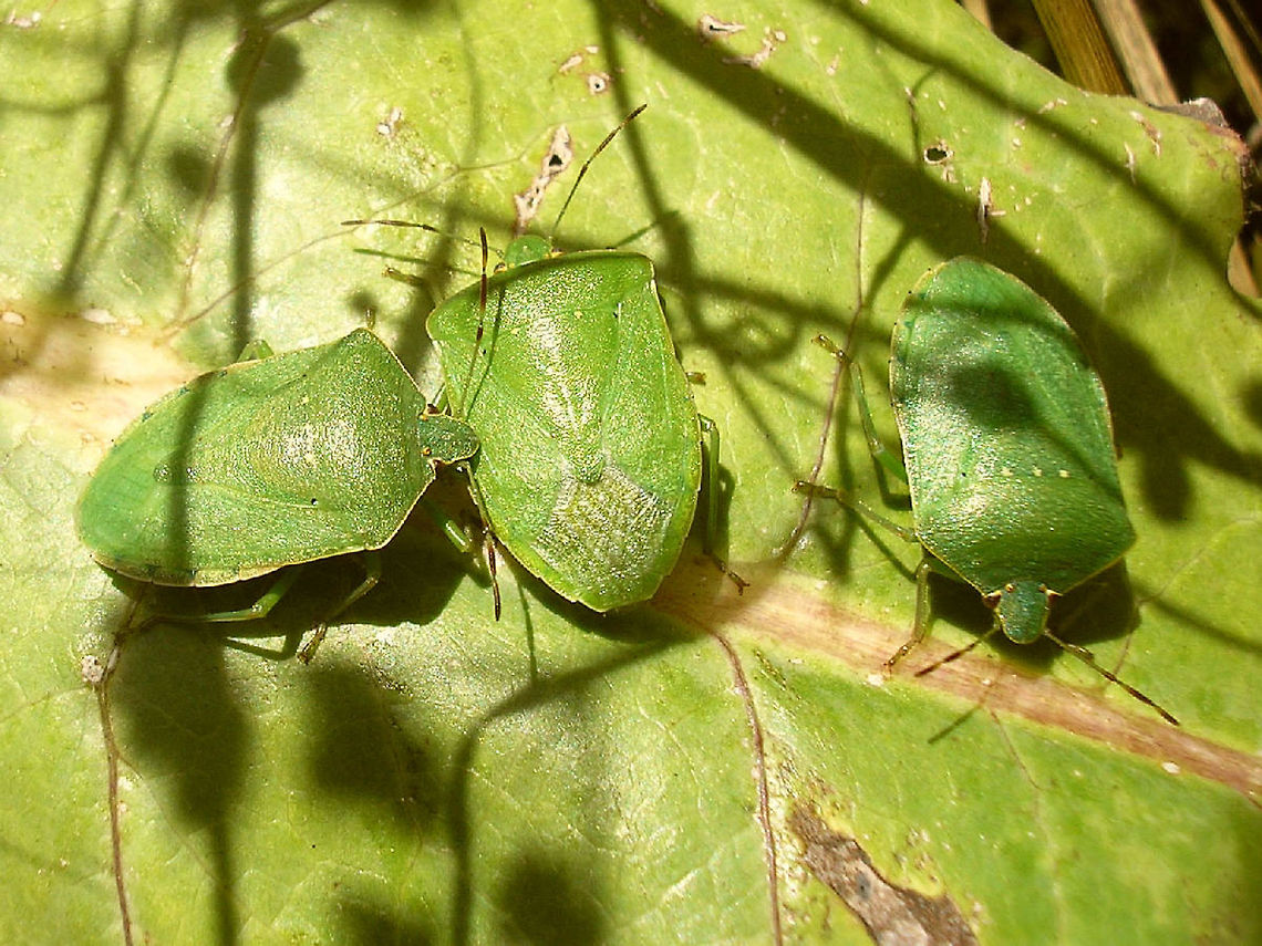 Nezara viridula Summer Southern green stink bug (Nezara viridula) is one of the Pentatomid species that changes colour before finding a place to hibernate during winter. The summer colour seen here is bright green. The darker brownish/purpleish helps to camouflage the animal in leaf litter or in bark crevices etc.: <br />
<figure class="photo"><a href="https://www.jungledragon.com/image/46875/nezara_viridula_winter.html" title="Nezara viridula Winter"><img src="https://s3.amazonaws.com/media.jungledragon.com/images/3043/46875_thumb.jpg?AWSAccessKeyId=05GMT0V3GWVNE7GGM1R2&Expires=1767225610&Signature=SAQiiR9YyWOUWSLmQV0Lf2IK4%2Bw%3D" width="200" height="150" alt="Nezara viridula Winter Southern green stink bug (Nezara viridula) is one of the Pentatomid species that changes colour before finding a place to hibernate during winter. The darker brownish/purpleish helps to camouflage the animal in leaf litter or in bark crevices etc. The summer colour is bright green:<br />
https://www.jungledragon.com/image/46874/nezara_viridula_summer.html France,Heteroptera,Nezara,Nezara viridula,Pentatomidae,Southern green stink bug,invasive species,nl: Zuidelijke groene schildwants" /></a></figure> France,Heteroptera,Nezara,Nezara viridula,Pentatomidae,Southern green stink bug,invasive species,nl: Zuidelijke groene schildwants