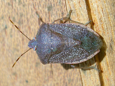 Nezara viridula Winter Southern green stink bug (Nezara viridula) is one of the Pentatomid species that changes colour before finding a place to hibernate during winter. The darker brownish/purpleish helps to camouflage the animal in leaf litter or in bark crevices etc. The summer colour is bright green:
https://www.jungledragon.com/image/46874/nezara_viridula_summer.html France,Heteroptera,Nezara,Nezara viridula,Pentatomidae,Southern green stink bug,invasive species,nl: Zuidelijke groene schildwants