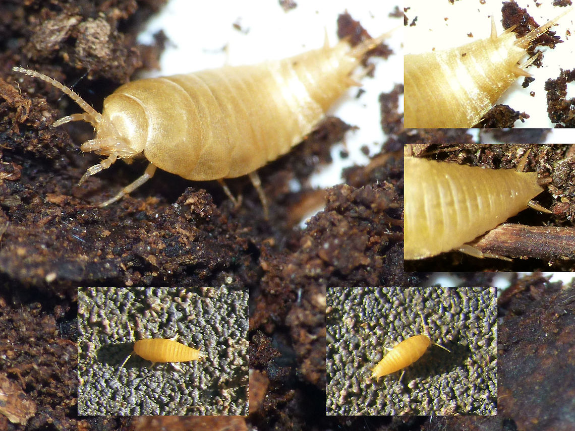 Proatelurina pseudolepisma collage A small, blind &quot;Silverfish&quot; that lives as a commensal in colonies of Ants.<br />
These just won&#039;t sit still to allow for focusing or tilting the camera into a good focus plane, hence the collage of suboptimal bits and pieces and old shots with very low resolution :o| Atelurinae,Commensalism,France,Geotagged,Nicoletiidae,Proatelurina pseudolepisma,Zygentoma
