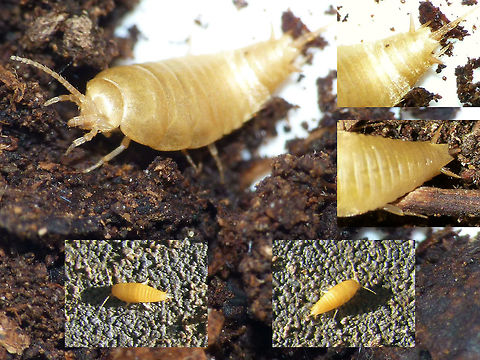 Proatelurina pseudolepisma collage A small, blind "Silverfish" that lives as a commensal in colonies of Ants.
These just won't sit still to allow for focusing or tilting the camera into a good focus plane, hence the collage of suboptimal bits and pieces and old shots with very low resolution :o| Atelurinae,Commensalism,France,Geotagged,Nicoletiidae,Proatelurina pseudolepisma,Zygentoma