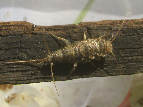 Thermobia domestica Rather bad photo of a "Firebrat" (Thermobia domestica) - a species that used to be common in hot places in human buildings, around ovens and furnaces etcetera, but is quickly disappearing due to improved isolation and hygiene.
Here is a collage with s little more detail:
https://www.jungledragon.com/image/46880/thermobia_domestica_head-n-tail.html Ctenolepismatinae,Firebrat,Lepismatidae,Netherlands,Thermobia,Thermobia domestica,Zygentoma