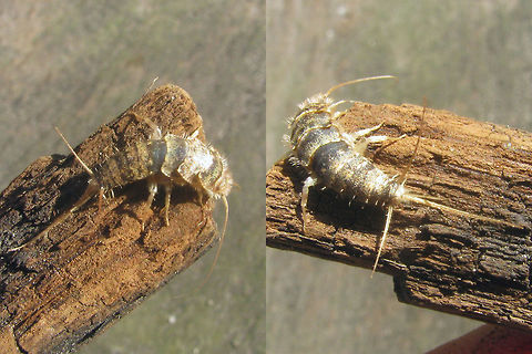Thermobia domestica Head-n-tail Collage of problematic low res images showing a little more detail of head and tail of this Firebrat:
https://www.jungledragon.com/image/46879/thermobia_domestica.html Ctenolepismatinae,Firebrat,Lepismatidae,Netherlands,Thermobia,Thermobia domestica,Zygentoma