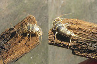 Thermobia domestica Head-n-tail Collage of problematic low res images showing a little more detail of head and tail of this Firebrat:<br />
https://www.jungledragon.com/image/46879/thermobia_domestica.html Ctenolepismatinae,Firebrat,Lepismatidae,Netherlands,Thermobia,Thermobia domestica,Zygentoma
