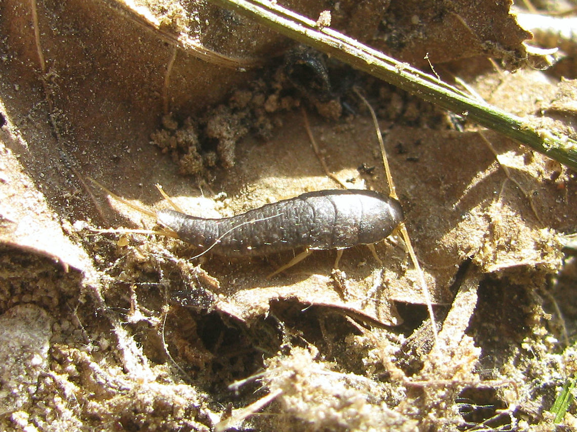 Lepisma saccharina Outside Full view of Lepisma saccharina, found outside of human buildings in the Netherlands Lepisma,Lepisma saccharina,Lepismatidae,Netherlands,Zygentoma,nl: Suikergast,nl: Zilvervisje
