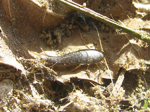 Lepisma saccharina Outside Full view of Lepisma saccharina, found outside of human buildings in the Netherlands Lepisma,Lepisma saccharina,Lepismatidae,Netherlands,Zygentoma,nl: Suikergast,nl: Zilvervisje
