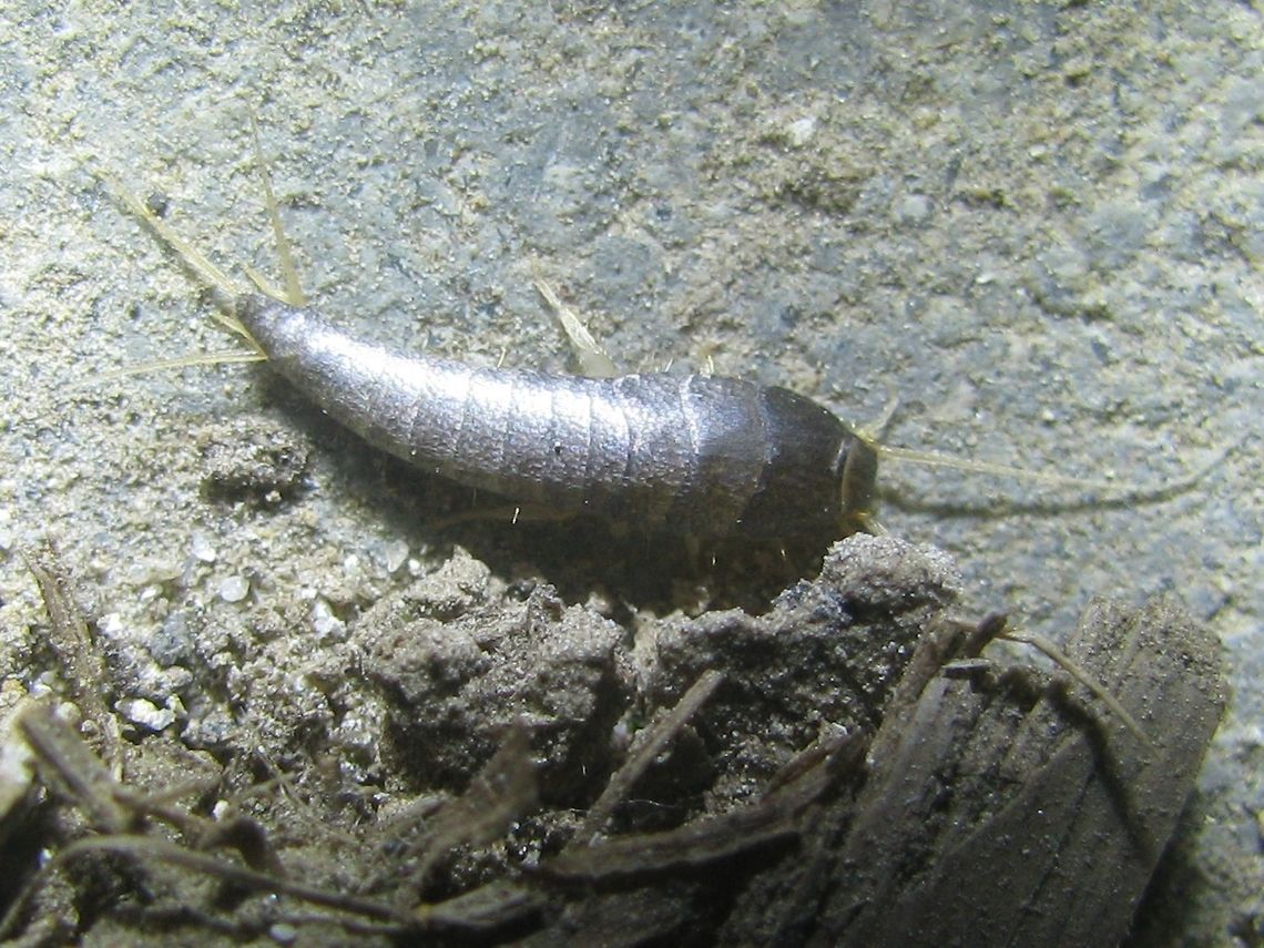 Lepisma saccharina Kollenberg Full view of Lepisma saccharina, found outside of human buildings in the Netherlands Geotagged,Lepisma,Lepisma saccharina,Lepismatidae,Netherlands,Spring,Zygentoma